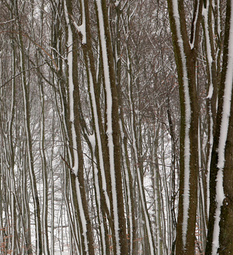 winter
